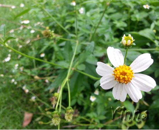 Lost Petal